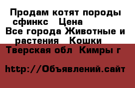 Продам котят породы сфинкс › Цена ­ 4 000 - Все города Животные и растения » Кошки   . Тверская обл.,Кимры г.